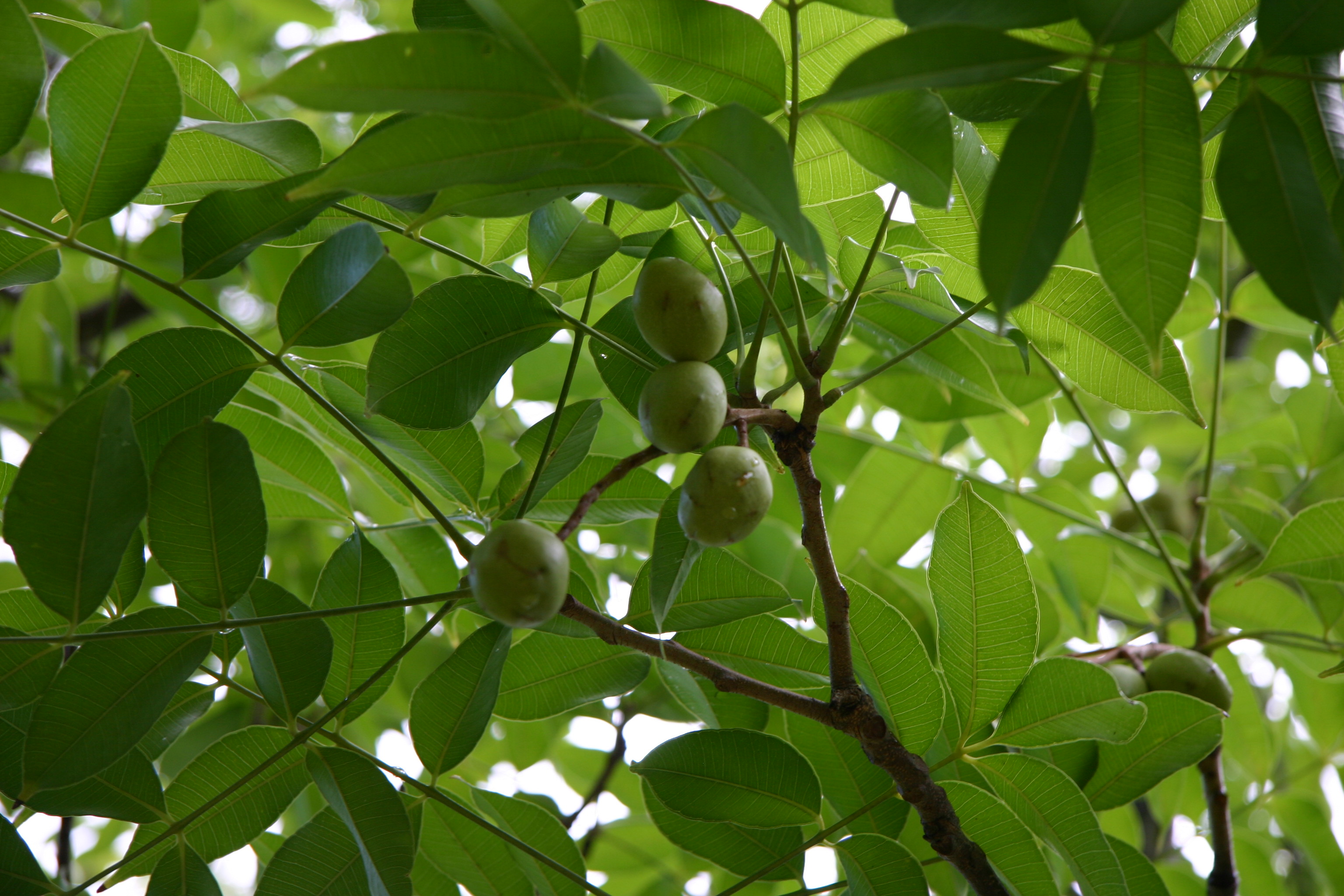 Indian Hog plum